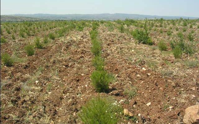 91/56 MAKİNELİ KÜLTÜR BAKIMI dikim sıraları boyunca işçi ile ot alma, çapa yapıldıktan sonra 4x4 veya 4x2 lastik tekerlekli