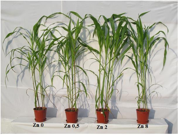 Şekil 4. 2.Farklı Zn uygulamaları (Zn 0= 0 mg Zn kg -1, Zn 0.5= 0.