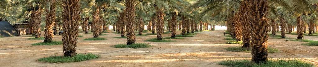 Yıl Boyu Ürün Çizelgesi Direct from the field all year Hurma Dates MEDJOUL BARHI DEKEL NOUR OCAK JANUARY ŞUBAT FEBRUARY MART MARCH NİSAN APRIL MAYIS MAY HAZİRAN JUNE TEMMUZ JULY AĞUSTOS AUGUST EYLÜL