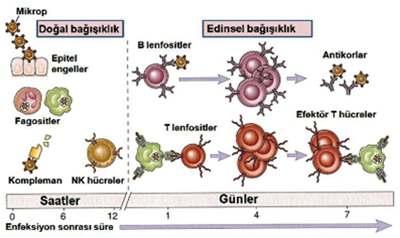 İmmün sistem 2 ana savunma sistemi üzerinden çalışır Doğal (INNATE) Fiziksel bariyerler Deri Mukozalar Silialar Mide asiditesi GİS peristaltizmi Lizozomlar Normal flora Sekretuvar Ig A Mannoz