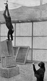 6. Ünite - Ö renme Kavrama Gestaltç psikolog Wolfgang Köhler 1920 lerde flempanzeler üzerinde bir dizi ö renme deneyi gerçeklefltirdi ve o zamandan bu yana, bu kavrama konusundaki bu deney sonuçlar