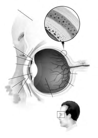 3. Ünite - Duyular ve Duyum 51 Gözün arka iç k sm n retina denilen bir tabaka kaplamaktad r. Bu tabaka foto raf filmine benzetilmektedir.