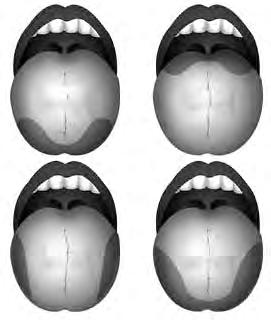 58 Psikolojiye Girifl fiekil 3.5 Dilin farkl bölgeleri farkl tatlara daha duyarl d r. TATLI EKfi ACI TUZLU Bütün canl lar n etraf kokularla çevrilidir.