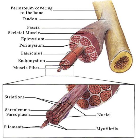 İskelet Kası Yapısı 1-Pasif elemanlar -Bağlar ve tendon -Fascia