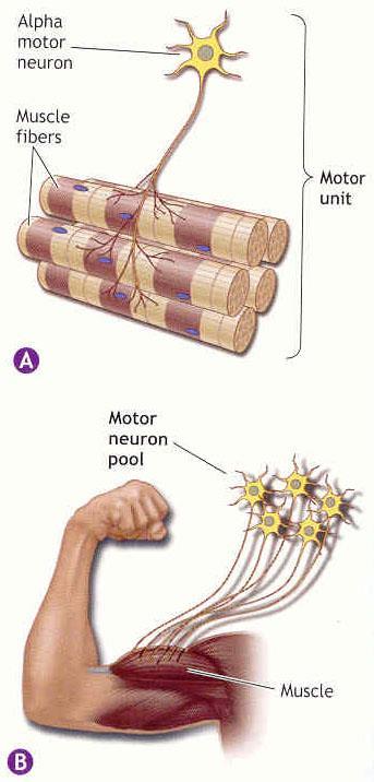 Kuvveti etkileyen Etmenler: Sinir-Kas Mekanizması Fibril tipi