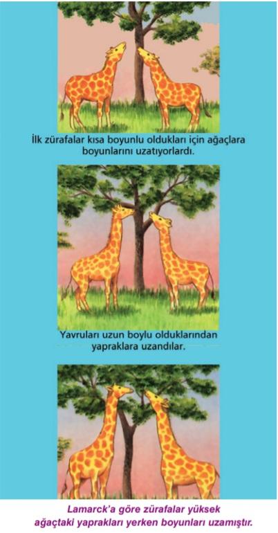 Fakat bugün yapılan ncelemelere göre fazla kullanma le b r organ gel şse b le, bu özell k h çb r zaman kalıtsal olmamaktadır. Ayrıca h çb r organ kullanılmadığında körel p yok olmaz.