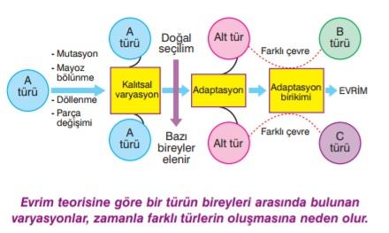 Darw n n türler n oluşumuyla lg l ler sürdüğü görüşler şunlardır: 1.