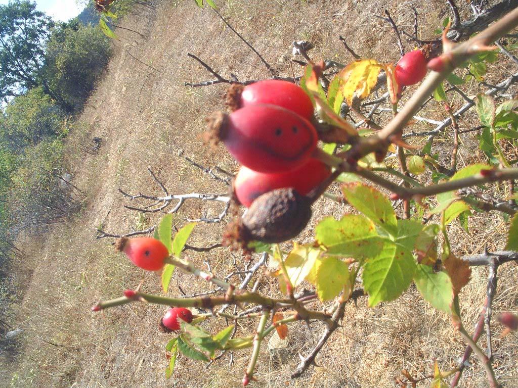 97 80. ROSACEAE Rosa canina L. Yöresel adı : Kuşburnu Diğer adları : Yabani gül, gül burnu, it burnu, gül elması, köpek gülü meyvesi, şillan Rakım : 1200 Mevkii : Akçeşme Şekil 4.80. Rosa canina L. (Kuşburnu) doğal görünümü Kuşburnu meyveleri çay gibi demlenip suyu şeker hastalığı ve mide rahatsızlıklarında kullanılıyor (Fatma DOĞAN).