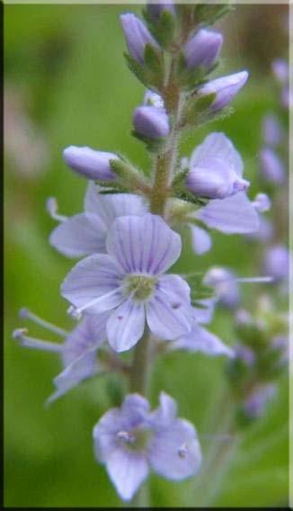 Armuteni Şekil 4.85. Veronica sp.