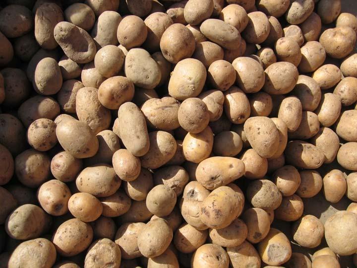 106 89. SOLANACEAE Solanum tuberosum L. Yöresel adı : Patates Diğer adları : Gumpir, gumpil Rakım : 1200 Mevkii : Akçeşme Şekil 4.89. Solanum tuberosum (Patates) doğal görünümü Zeytinyağlı yemek ve kızartma olarak tüketilir.