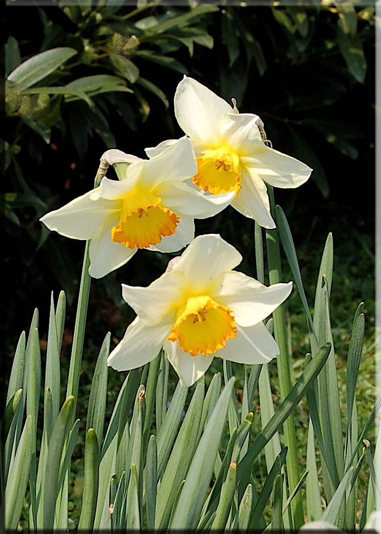 18 1. AMARYLLIDACEAE Narcissus tazetta L. subsp. tazetta Yöresel adı : Nergis Rakım : 1300 Mevkii : Göktepe Şekil 4.1. Narcissus tazetta L. subsp. tazetta (Nergis) doğal görünümü Yörede sadece süs bitkisi olarak yetiştirilmektedir (Raşit DOĞAN).