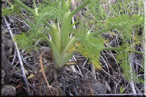 4. Foeniculum vulgare (Meletüre) doğal görünümü Bitkinin yaprakları kaynatılarak, gaz giderici olarak, olgunlaşmış tohumları hamura karıştırılarak