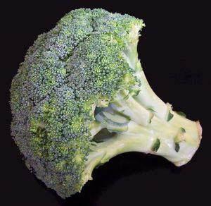 30 13. BRASSICACEAE Brassica oleracea L. var. italica Plenck Yöresel Adı : Brokoli Rakım : 1200 Mevkii : Akçeşme Şekil 4.13. Brassica oleracea italica (Brokoli) doğal görünümü.