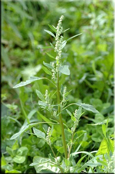 35 18. CHENOPODIACEAE Chenopodium album L. Yöresel adı : Sirken Diğer Adları : Akpazı, Ak kazayağı, Sirgen Rakım : 1200 Mevkii : Ardıçoluğu Şekil 4.