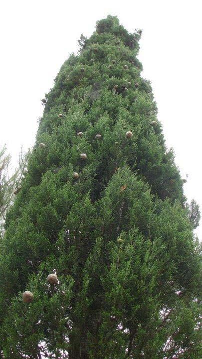 41 24. CUPRESSACEAE Juniperus drupacea Lab. Yöresel adı : Andız Rakım : 1300 Mevkii : Armuteni Şekil 4.24. Juniperus drupacea (Andız) doğal görünümü.