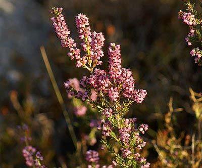 46 29. ERICACEAE Erica manipuliflora Salibs. Yöresel adı : Püren Diğer adları : Funda, Süpürge çalısı Rakım : 1350 Mevkii : Osmansekisi Şekil 4.29. Erica manipuliflora (Püren) doğal görünümü Süpürge yapımında kullanılmakta ve arılar bal için kullanır (Mürüvvet DOĞAN).