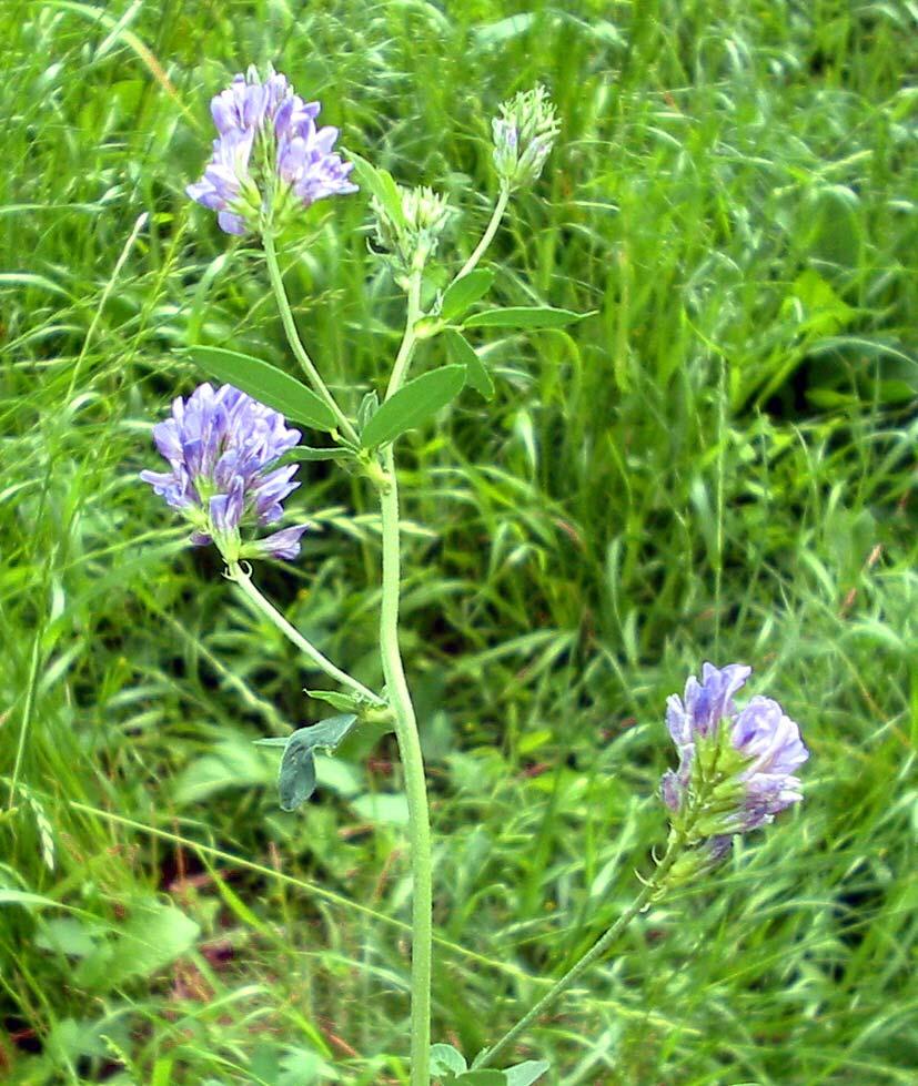 49 32. FABACEAE Medicago sativa L. subsp. sativa Yöresel adı : Dilpir Rakım : 1300 Mevkii : Ardıç Oluğu Şekil 4.32. Medicago sativa (Dilpir) doğal görünümü Hasat edilerek hayvanlara yedirilir, mera ortamında hayvanlara otlatılır (Raşit DOĞAN).