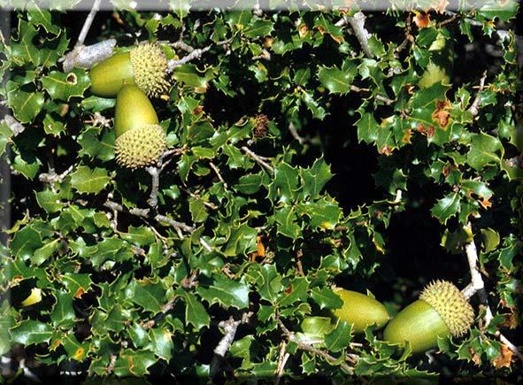 51 34. FAGACEAE Quercus coccifera L. Yöresel adı : Piner Diğer adları : Kermes meşesi, Kırmız Rakım : 1350 Mevkii : Osmansekisi Şekil 4.34. Quercus coccifera (Piner) doğal görünümü Ağacın tohumları toplanıp kestane gibi pişirilip tüketildiğinde mide rahatsızlığını gidermede kullanılır.