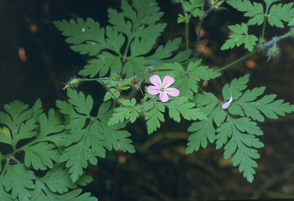 53 36. GERANIACEAE Geranium robertianum L. Yöresel adı : Itır Diğer adları : Turna gagası, Leylek gagası Rakım : 1300 Mevkii : Armuteni Şekil 4.36. Geranium robertianum (Itır) doğal görünümü Şeker hastalığın da dengeleyici olarak çayı yapılmak suretiyle tüketilmektedir (Raşit DOĞAN).