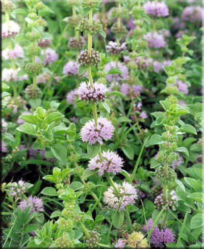 57 40. LAMIACEAE Mentha pulegium L. Yöresel adı : Yarpuz Diğer adları : Filiskin, Pülüskün, Nene Rakım : 1250 Mevkii : Yarıkpınar (İnoluk) Şekil 4.40. Mentha pulegium (Yarpuz) doğal görünümü Ferahlatıcı, koku verici, mide bulantısı kesici, antiseptik özelliği vardır (Durmuş DOĞAN).