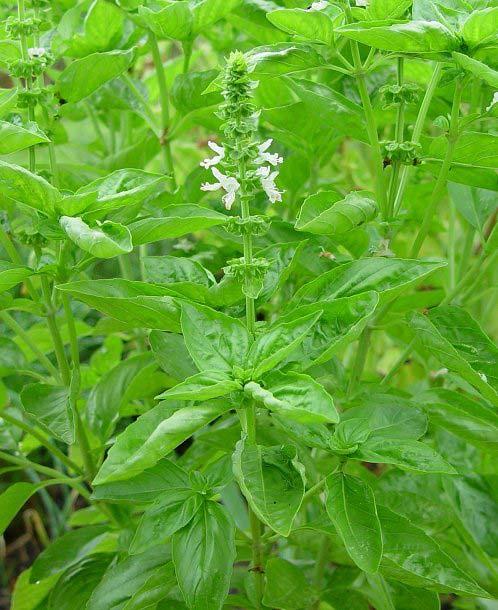 58 41. LAMIACEAE Ocimum basillicum L. Yöresel adı : Fesleğen Diğer adları : Fesliğen, Peslan, Reyhan otu Rakım : 1200 Mevkii : Akçeşme Şekil 4.