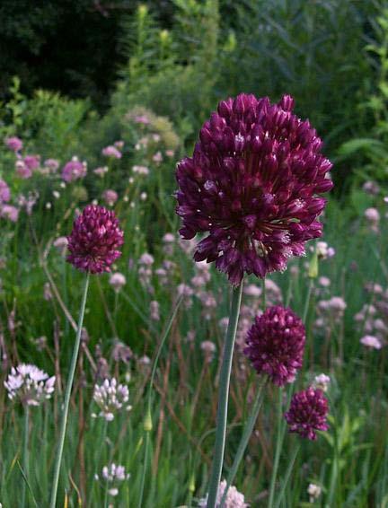 63 46. LILIACEAE Allium rotundum L. Yöresel adı : Körmen Diğer adları : Kömüren Rakım : 1300 Mevkii : Armuteni Şekil 4.46. Allium rotundum (Körmen) doğal görünümü Böreklerde yapraklarıyla birlikte kullanılmaktadır (Mürüvvet DOĞAN).