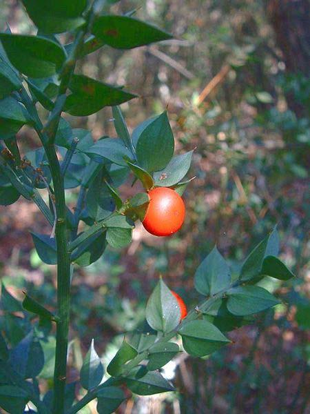 67 50. LILIACEAE Ruscus aculeatus L. Yöresel adı : Kandak Diğer adları : Tavşan memesi, Dişi kuşkonmaz, Enir, Fare dikeni, Yaban mersini Rakım : 1300 Mevkii : Katrangediği Şekil 4.50. Ruscus aculeatus (Kandak) doğal görünümü Meyveleri idrar söktürücü ve böbreklerden kum dökücü olarak kullanılır (Durmuş DOĞAN).