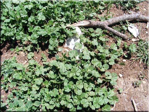 71 54. MALVACEAE Malva sylvestris L. Yöresel adı : Ebegümeci Diğer adları : Ebemgümeci Rakım : 1200 Şekil 4.54. Malva sylvestris (Ebegümeci) doğal görünümü Böreklerde iç malzeme olarak kullanılıyor, ayrıca yağda kavrularak yemeği yapılıp tüketiliyor.