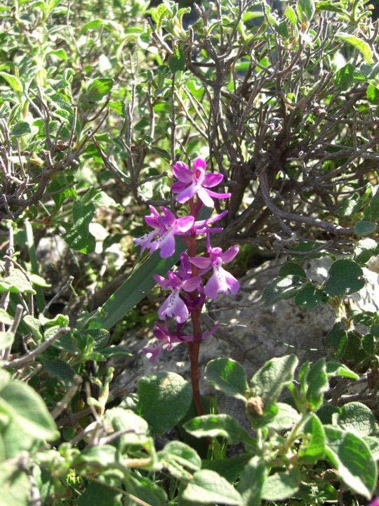 74 57. ORCHIDACEAE Orchis anatolica Boiss. Yöresel adı : Salep Rakım : 1200 Mevkii : Ardıç Oluğu Şekil 4.57. Orchis anatolica (Salep) doğal görünümü.