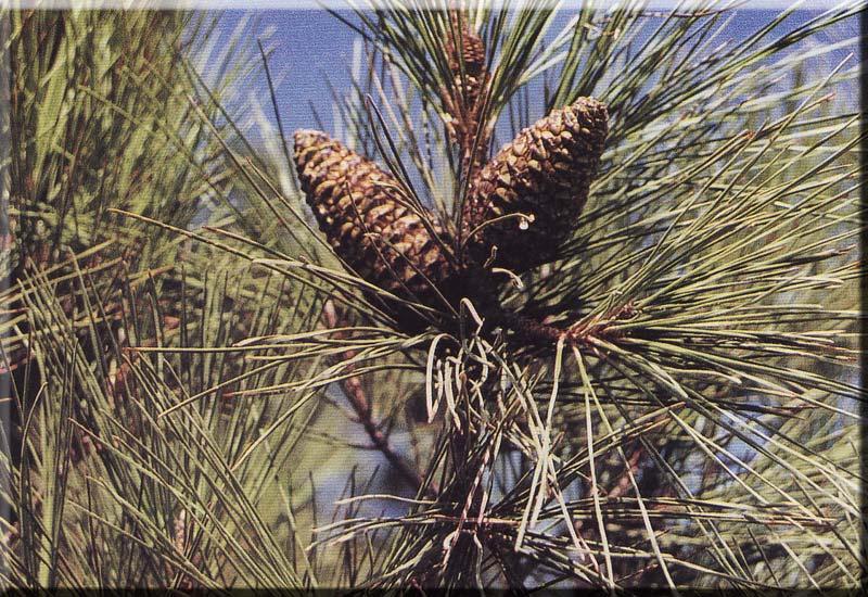 78 61. PINACEAE Pinus brutia Ten. Yöresel adı : Çam Diğer adları : Kızılçam Rakım : 1300 Mevkii : Armuteni Şekil 4.61. Pinus brutia (Kızılçam) doğal görünümü Ağacın gövdesinin yaralanmasıyla çıkan sıvı iltihaplı yaraların iyileştirilmesinde kullanılır.