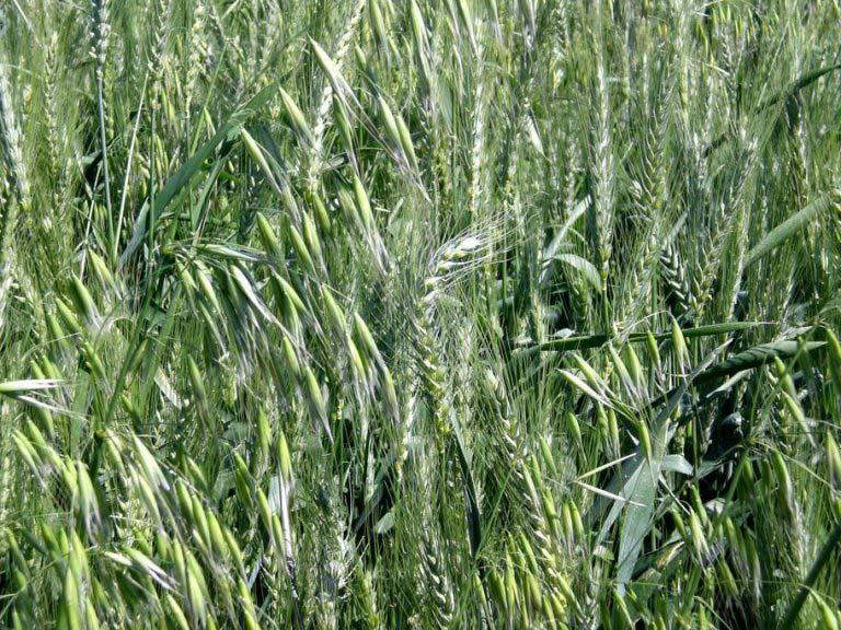 81 64. POACEAE Hordeum vulgare L. Yöresel adı : Arpa Rakım : 1300 Mevkii : Katran Gediği Şekil 4.64. Hordeum vulgare (Arpa) doğal görünümü.