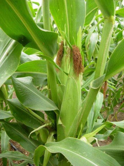 83 66. POACEAE Zea mays L. Yöresel adı : Mısır Rakım : 1300 Mevkii : Katran Gediği Şekil 4.66. Zea mays (Mısır) doğal görünümü.