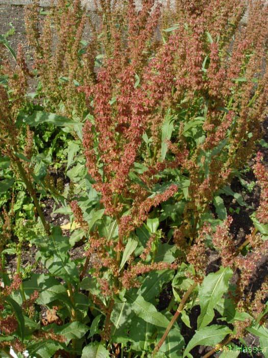 85 68. POLYGONACEAE Rumex patientia L. Yöresel adı : Labada Diğer adları : Büyük labada Rakım : 1200 Mevkii : Ardıç Oluğu Şekil 4.68. Rumex patientia (Labada) doğal görünümü Börek iç malzemesi olarak kullanılıyor (Durmuş DOĞAN).