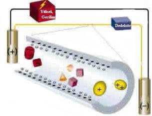 14 Şekil 4.1. Kapiler elektroforez sistemi (Holland vd., 1997) Elektroforetik ayırmada kapiler tüp içerisindeki sulu tampon çözeltiye numune az miktarda enjekte edilir.