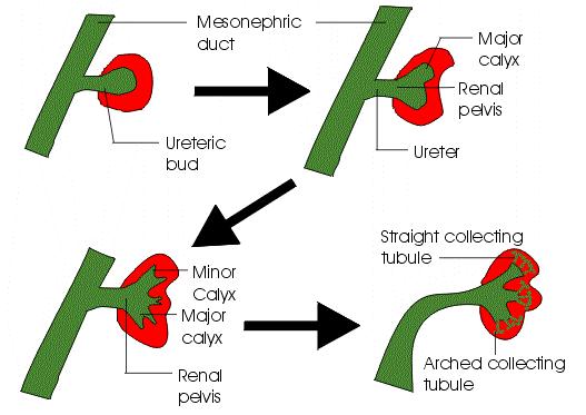 EMBRİYOLOJİ Üreterik bud Üreter Tomurcuğu Üreter Renal pelvis