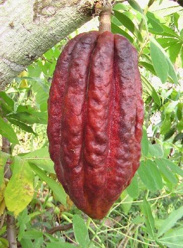 11.12.2015 Kakao Çekirdeği Kakao Çekirdeği Kakao Çekirdeği Kakao Çekirdeği Çekirdekler tohum zarfından çıkarılarak mikrobiyel ve enzimatik fermentasyona uğramaları sağlanır.