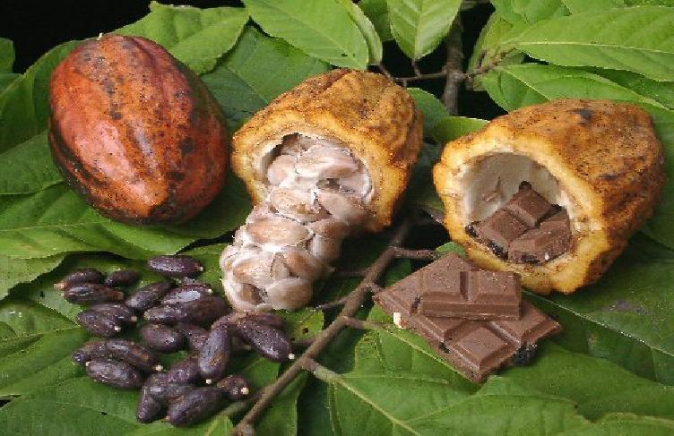 Kakao Çekirdeği Kakao çekirdekleri; ÇİKOLATA LİKÖRÜ (KAKAO KİTLESİ) Fermente Ettirilmiş ve Kurutulmuş Kakao Çekirdekleri Base tipi çekirdekler kuvvetli bir tada ve tanenden ileri gelen bir acılığa