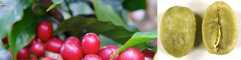 KAHVE TEKNOLOJİSİ KAHVE TEKNOLOJİSİ KAHVE Yetiştirilme ve işlenmelerinde önemli farklılıklar olmakla birlikte, kahve ve çay bazı ortak özelliklere sahiptirler.
