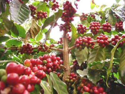 Kahve türleri arasında ekonomik değer oluşturan en önemli iki tür; Arabica (Coffea arabica) ve Robusta (Coffea canephora) kahveleridir (Abalı vd. *4+). Şekil 2.