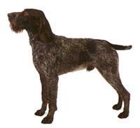 German Wirehaired Pointer Alman Tel Tüylü Pointer (Drahthaar) sık telsi, su geçirmez bir kürke sahiptir. Tüyleri sık bir alt kürk ile yaklaşık 5 cm uzunluğundadır.