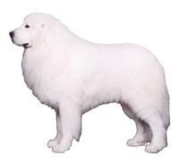 Great Pyrenees Büyük Pirene, Pirene Dağ Köpeği olarak da bilinir. Tam erişkinliğe ulaştığında güçlü ve iri bir hayvandır. Uzun ve sert dış kürkü ya düz ya da hafif dalgalıdır.