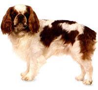 Hollanda King Charles Spaniel İngiliz Toy Spaniel, basık pug burunlu, belirgin alın çıkıntılı ve kubbemsi kafatası ile küçük ve dayanıklı bir spaniel'dir. Yuvarlak gözleri iri ve koyu renklidir.