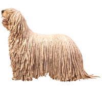 Komondor Komondor mağrur görünümlü iri bir köpektir. Tüm vücudu alışılmadık 20-27 cm uzunluğunda her zaman beyaz ve keçeleşmiş tüy kordonlarıyla kaplıdır.