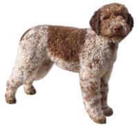 Kanada Lagotto Romagnolo Küçük-orta ırk köpeklerdir. Düzgün, kare şekilli, dik, iyi görünümlü bir vücut yapısına ve güçlü kaslara sahiptir. Güçlü kollarıyla desteklenen oldukça büyük kafaları vardır.