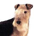 avlamak amacıyla yetiştirilen bir köpek ırkıdır. Vücut yapısı Welsh Terrieri andırır, fakat biraz daha küçüktür.