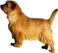 Yaşam Süresi 8-10 Yıl Diğerleri Irk grubu İş Köpeği Diğer İsimleri - Bağlı Olduğu klüp AKC, ANKC, CKC, FCI (Group 2), KC (GB), UKC Kanada Norfolk Terrier Norfolk Terrier, çalışan Terrier'ler içinde