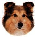 Çin Shetland Sheepdog Uzun ve uca doğru sivrileşen başıyla Shetland Çoban Köpeği güçlü, çevik, hafif ve güzel bir köpektir. Yumuşak bir alt kürkle tüyleri uzundur.