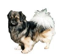 Yaşam Süresi 11-12 Yıl Diğerleri Irk grubu Sportif Diğer İsimleri - Bağlı Olduğu klüp AKC, ANKC, CKC, FCI (Group 8), KC(GB), UKC İngiltere Tibetan Spaniel Tibetan Spaniel, Pekingese'e çok benzeyen,