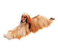 Diğer İsimleri Bağlı Olduğu klüp Diablotin Moustachu AKC, ANKC, CKC, FCI (Group 2), KC,(GB), UKC Almanya Afghan Hound Afgan tazısı aristokrat görünüşlü bir köpektir.