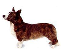 Welsh Corgi - Cardigan Cardigan Welsh Corgi çoban köpekleri sınıfının en küçük üyesidir. Uzun vücudu, kısa bacakları ve çok büyük kulakları ile çok farklı ve dikkat çekici bir ırktır.